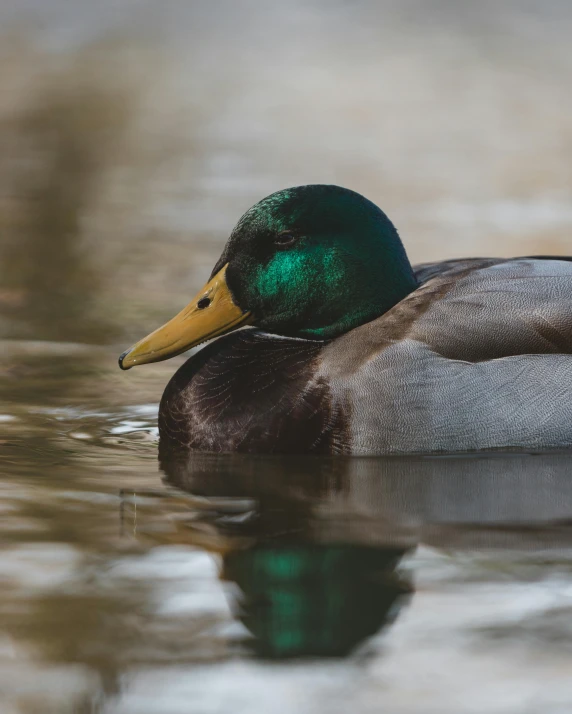 a duck sitting on top of a body of water