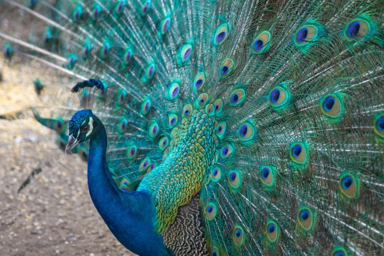 the colorful peacock is displaying its feathers