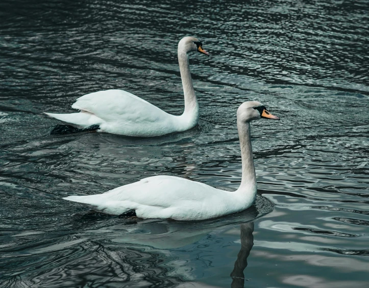 two swans swimming on the water together
