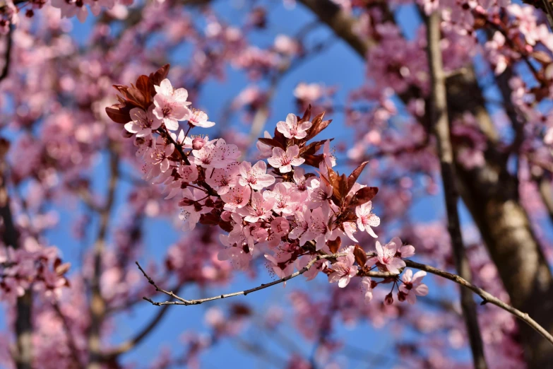 a cherry tree with pink flowers against a blue sky