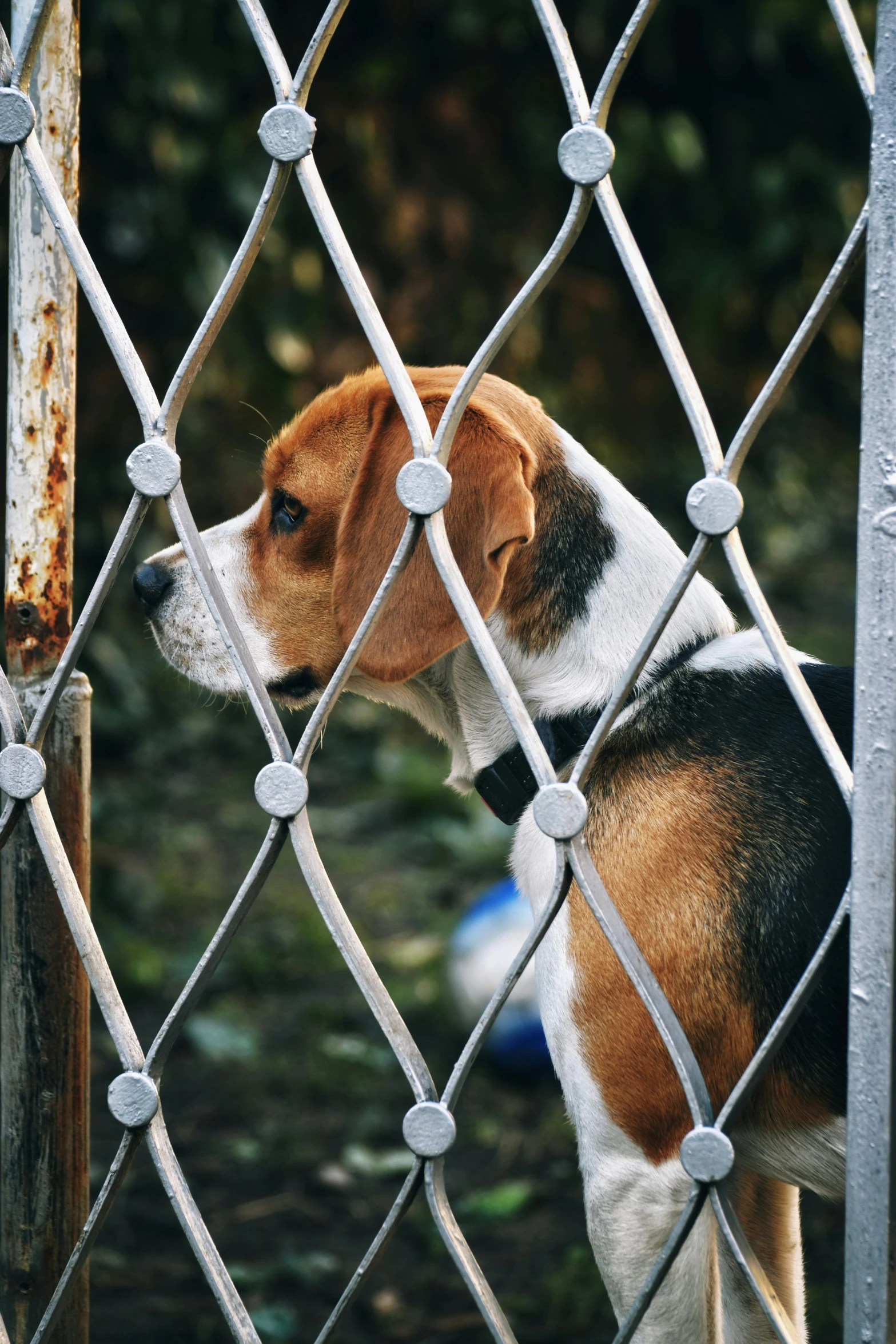 the beagle is leaning against the fence with its head inside