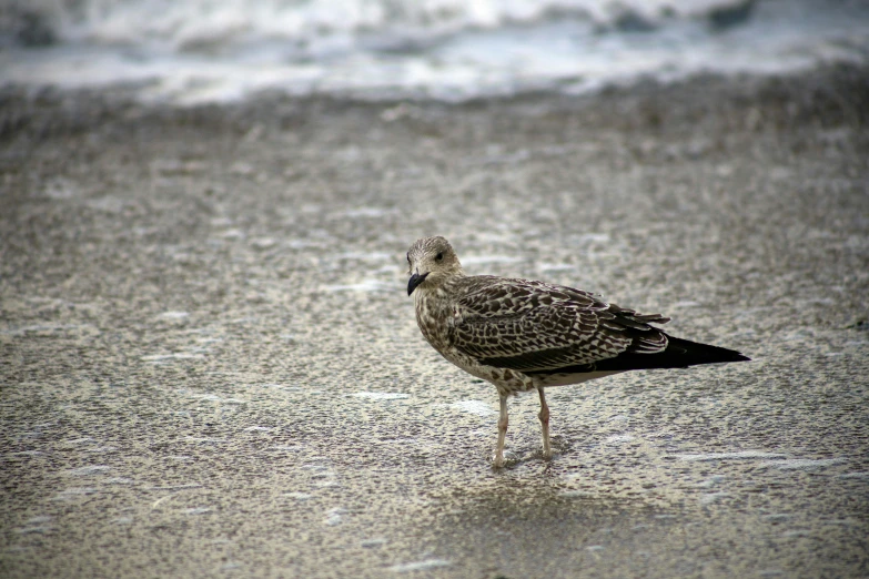 a bird that is standing in the sand