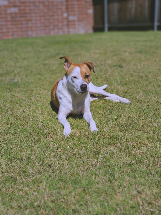 small dog laying in grass on the ground