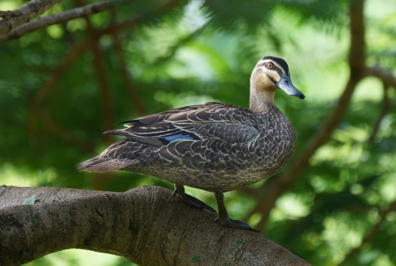 a small duck sitting on top of a tree nch