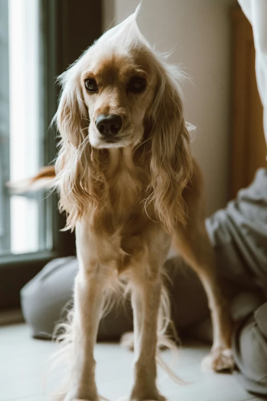 a dog standing with one leg over another