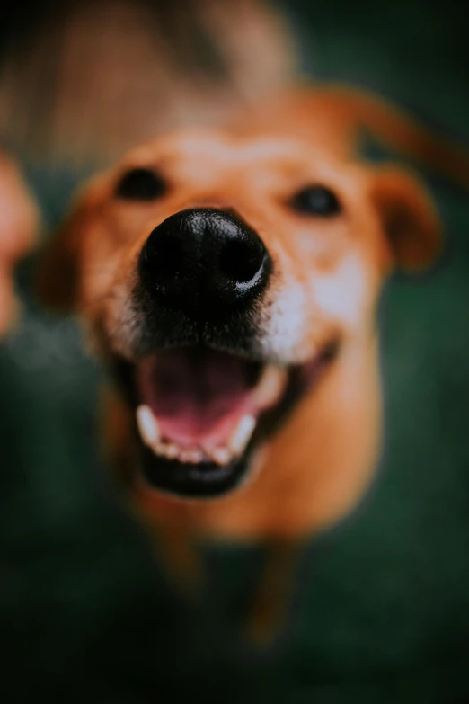 closeup of dog's eyes and mouth are blurred