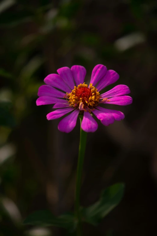 the purple flower is blooming on the stems