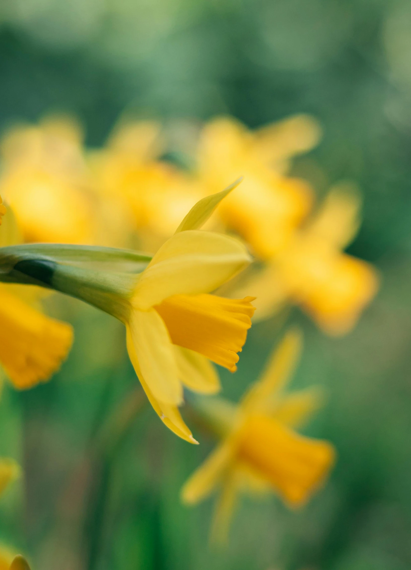 the large group of yellow flowers are blooming together