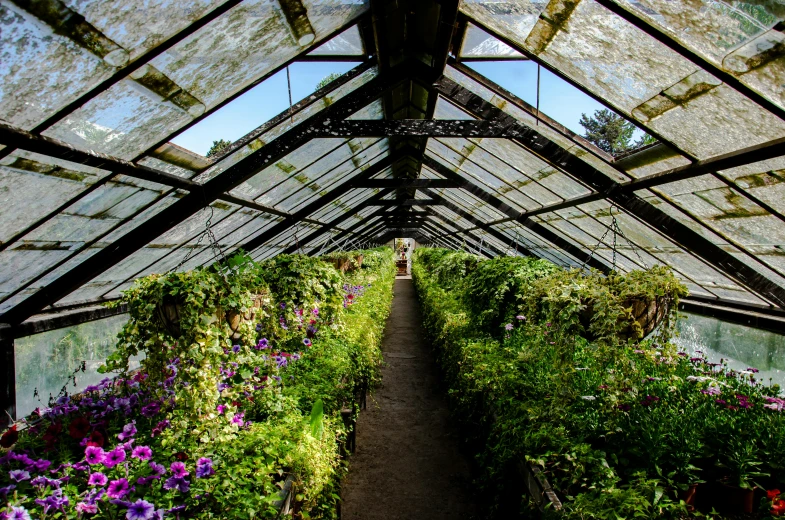 a lush green roofed area with purple flowers in bloom