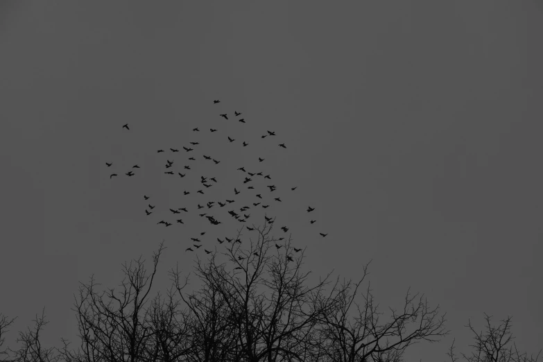 several birds in the middle of a group of trees