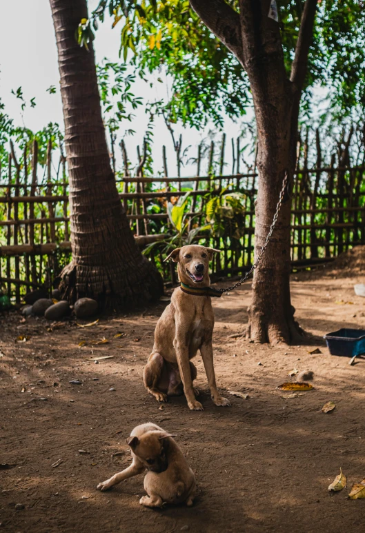 a dog sitting down in front of some trees