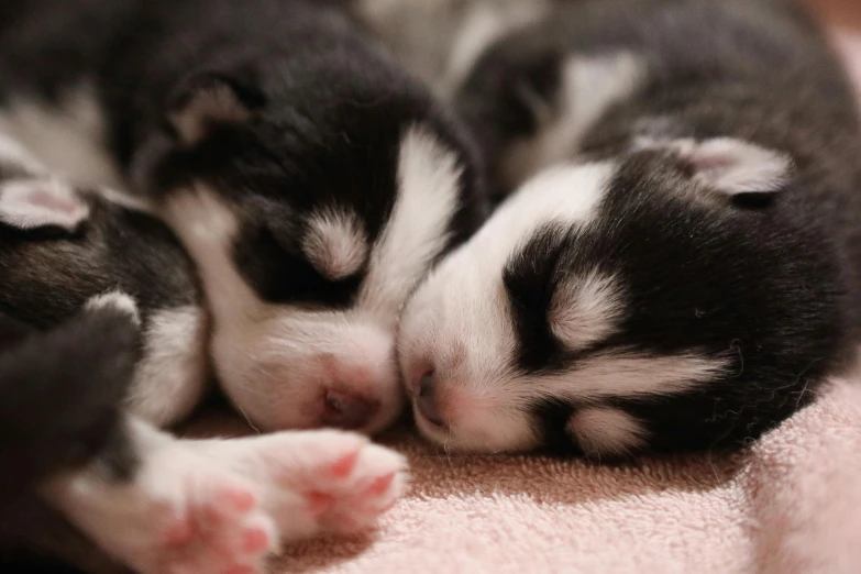 small black and white kitten sleeping on top of pink blanket