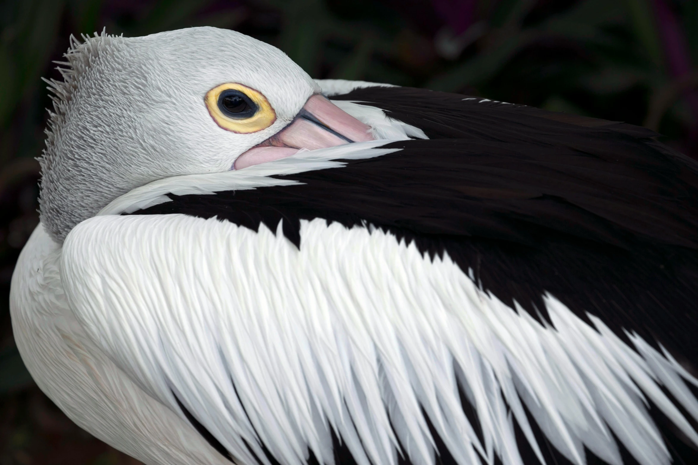 a close up of a bird with large feathers