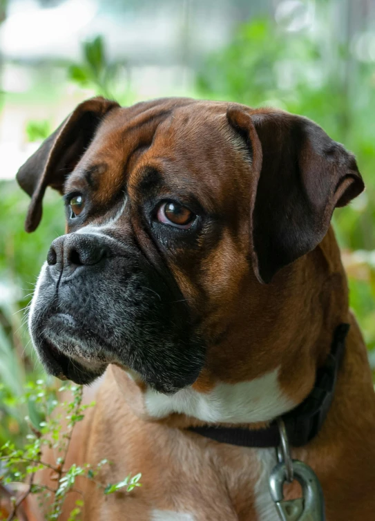 a brown and white dog is sitting outside