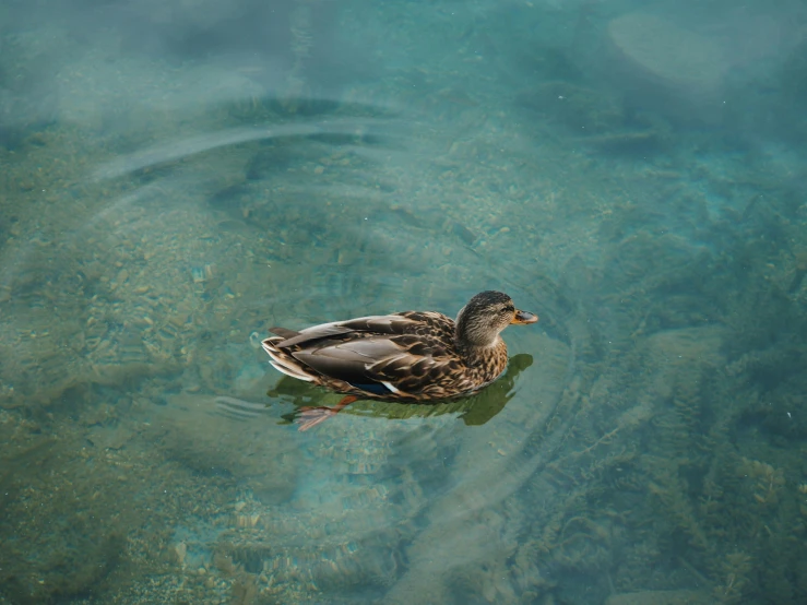 an image of a duck that is in the water