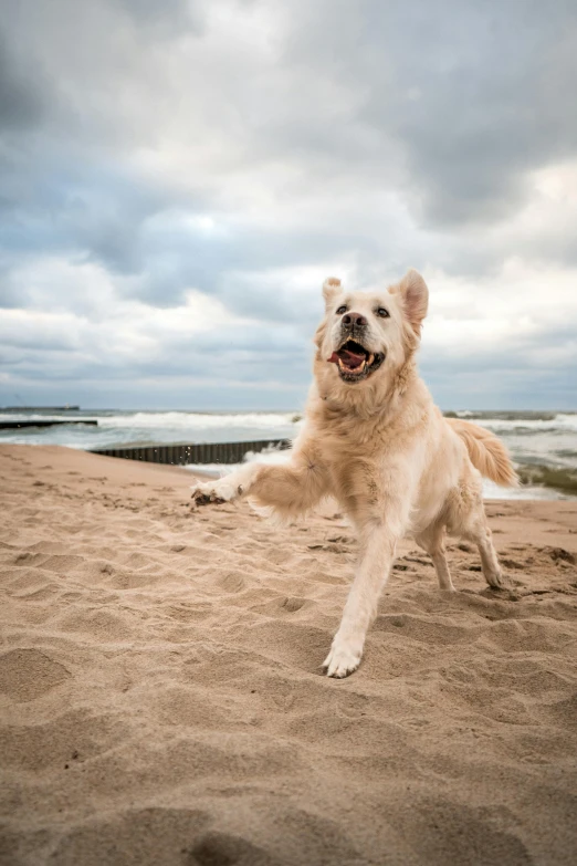 a dog runs on the beach towards the water