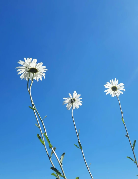 a couple of daisies are in front of the blue sky