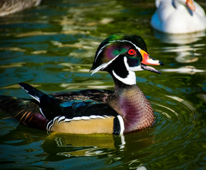 a duck swimming in a green pond with its head up