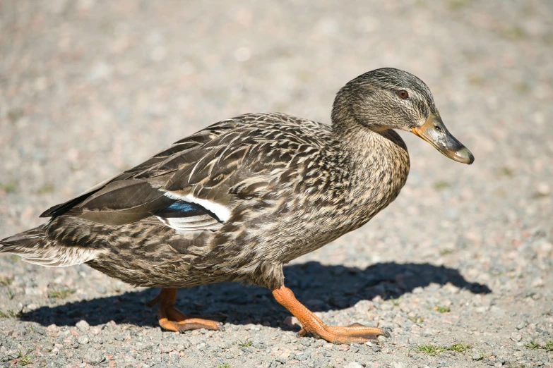 a duck with long legs walking on a path