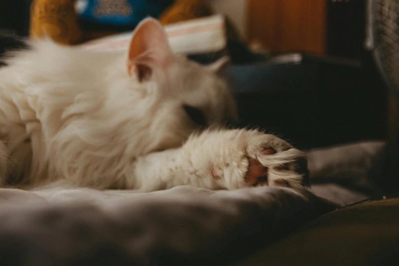 a small white cat lying on its side