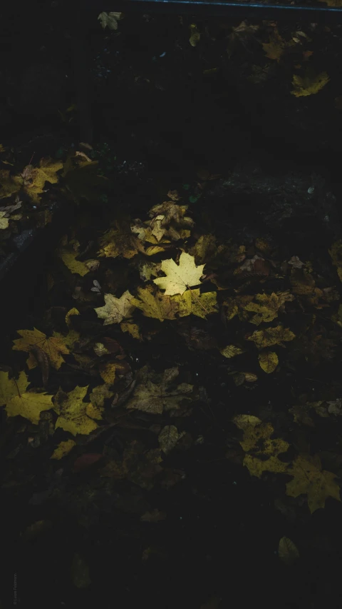 a leaf lying on the ground by itself