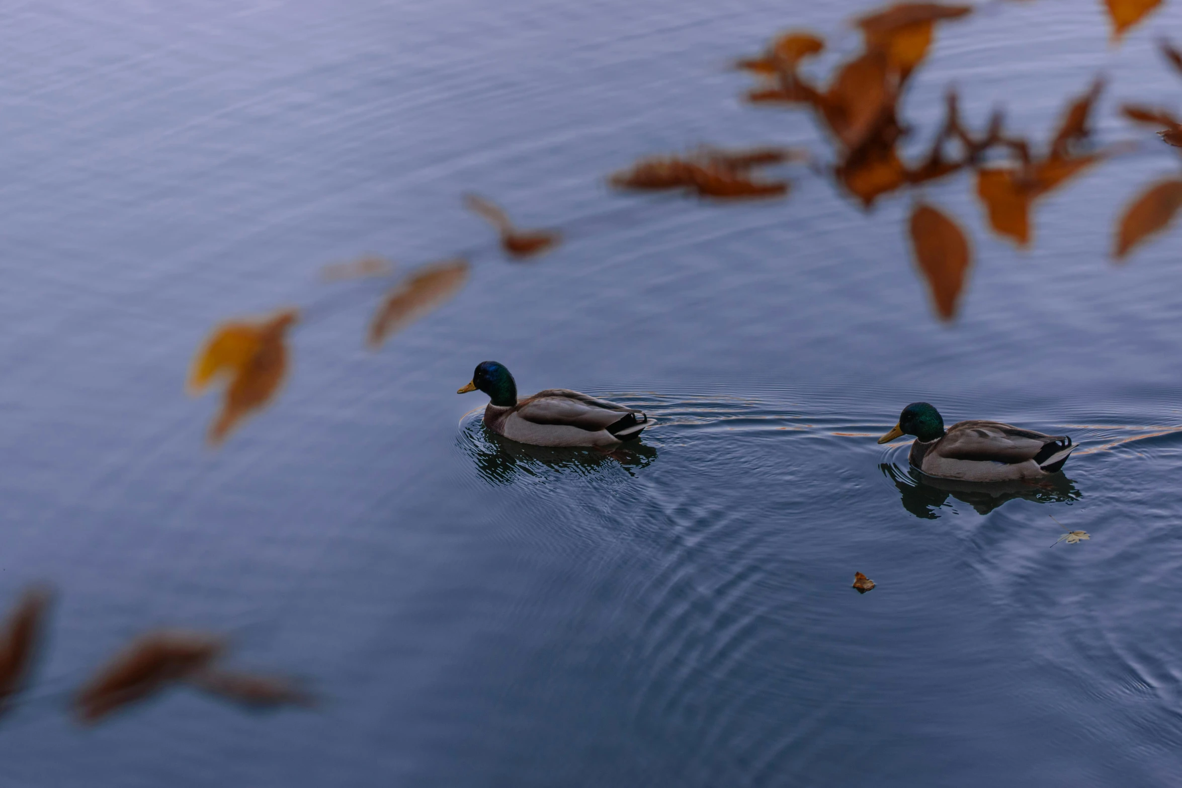 two ducks are swimming in the lake next to autumn leaves