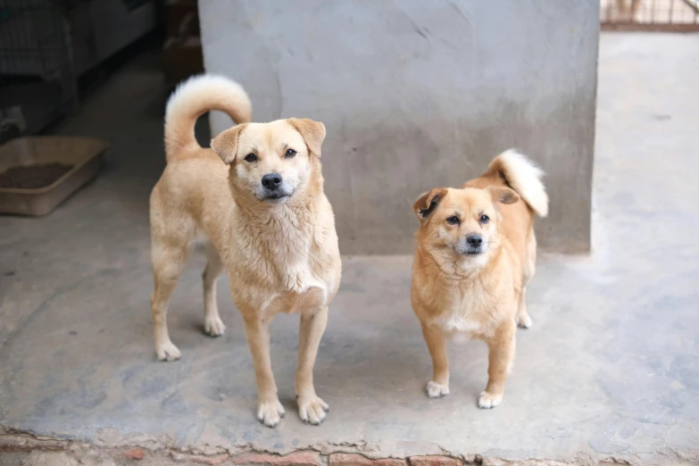 two brown and white dogs standing next to each other
