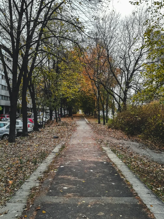 a wide street is lined with trees and grass