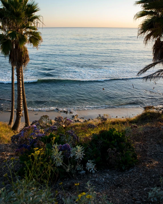 there are three palm trees at the beach