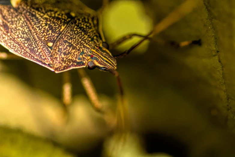 a bug on the nch of a leaf