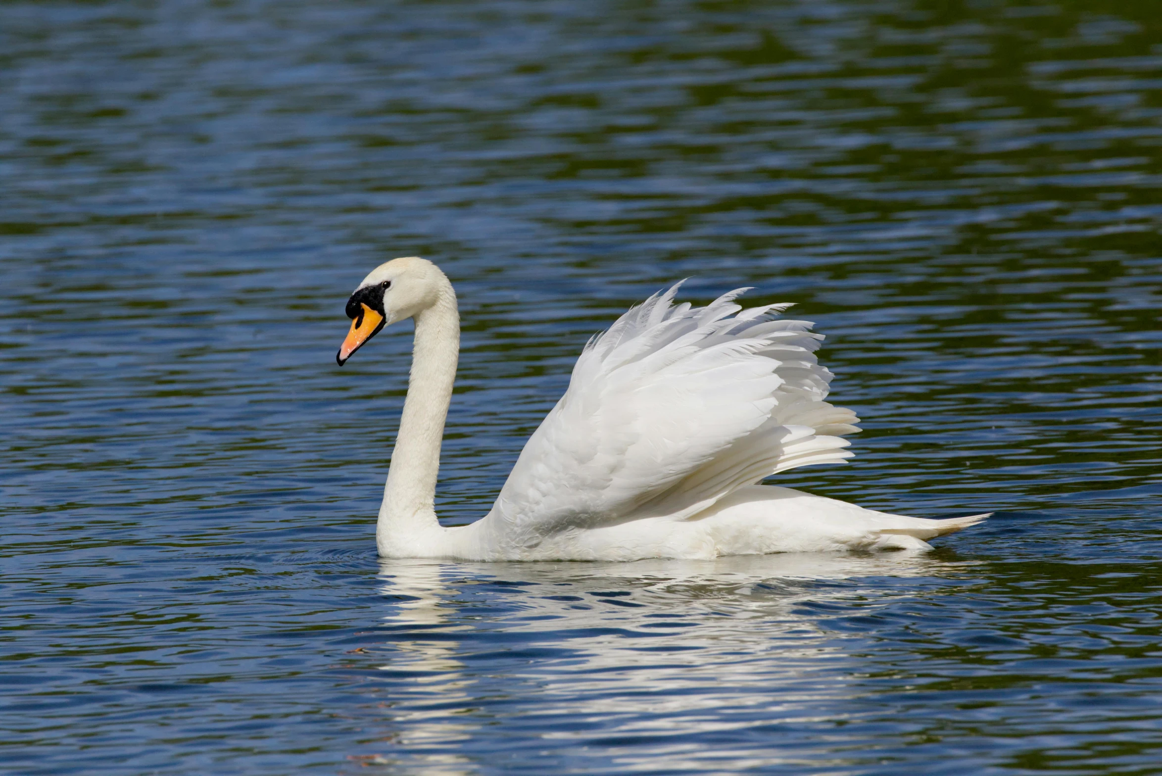a white swan floating in the water near a body of water