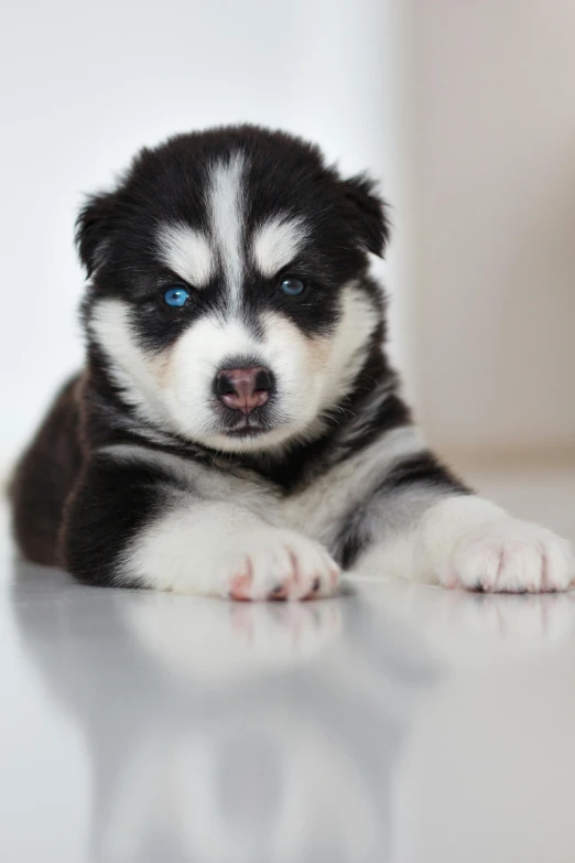 a little husky dog laying on top of a white floor