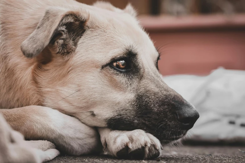 a large dog that is laying on the ground