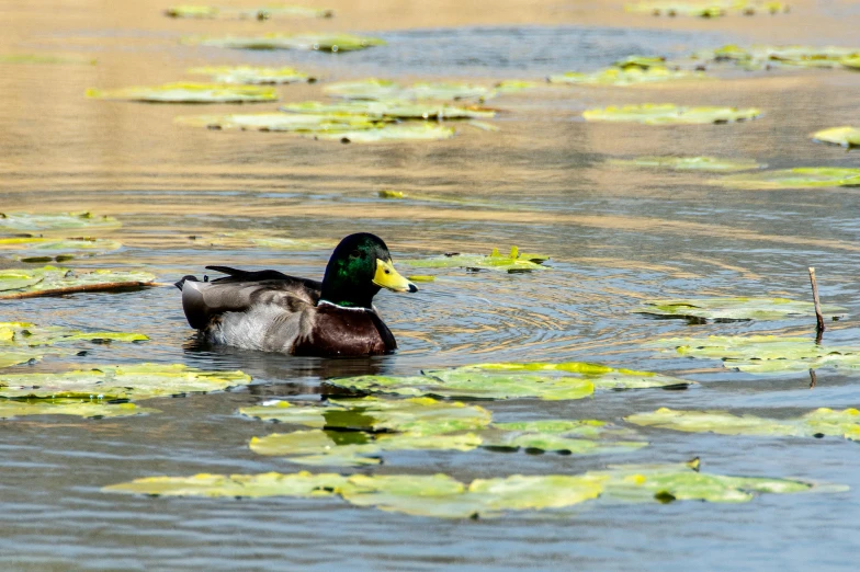 a duck is swimming in the water next to lily pads