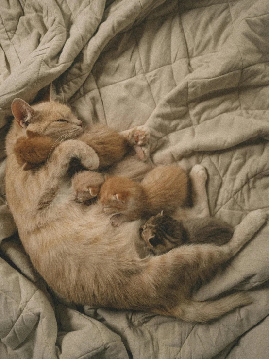 a small cat is curled up on a comforter