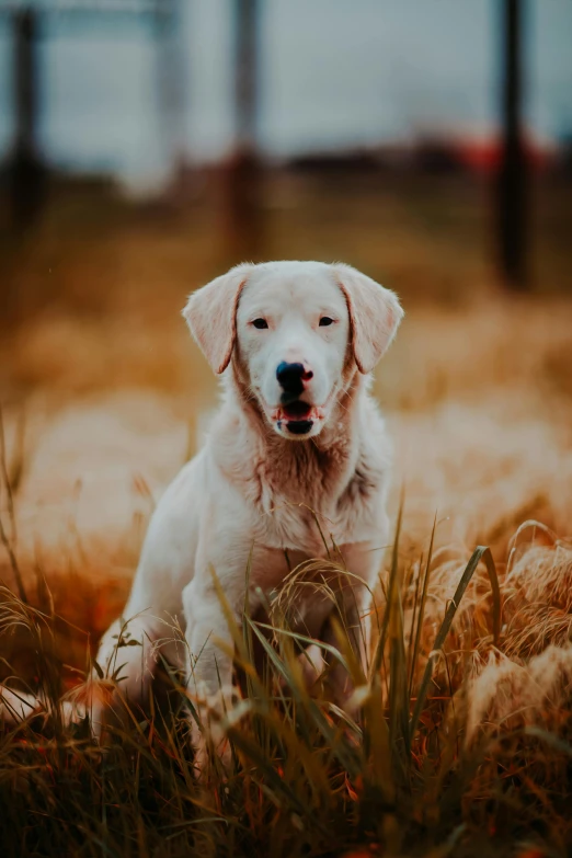 a dog with a blue nose is sitting in tall grass