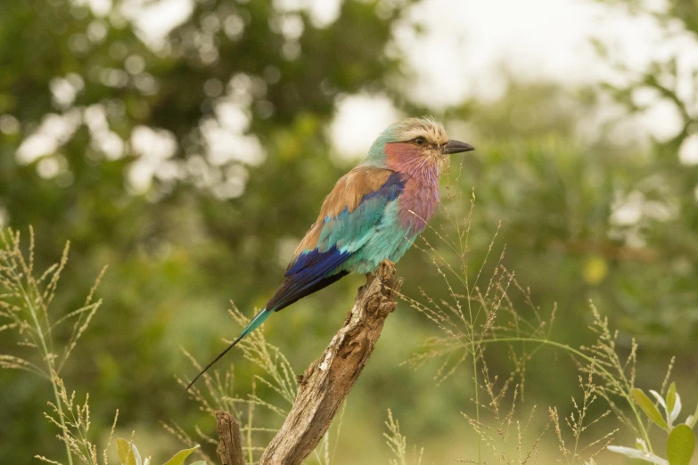 the colorful bird is perched on a tree nch