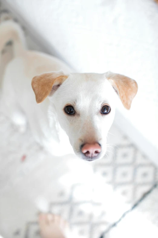 a dog looks directly at the camera while standing