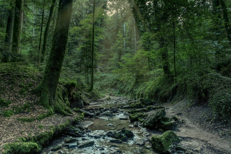 a stream in the middle of a forrest with trees on both sides