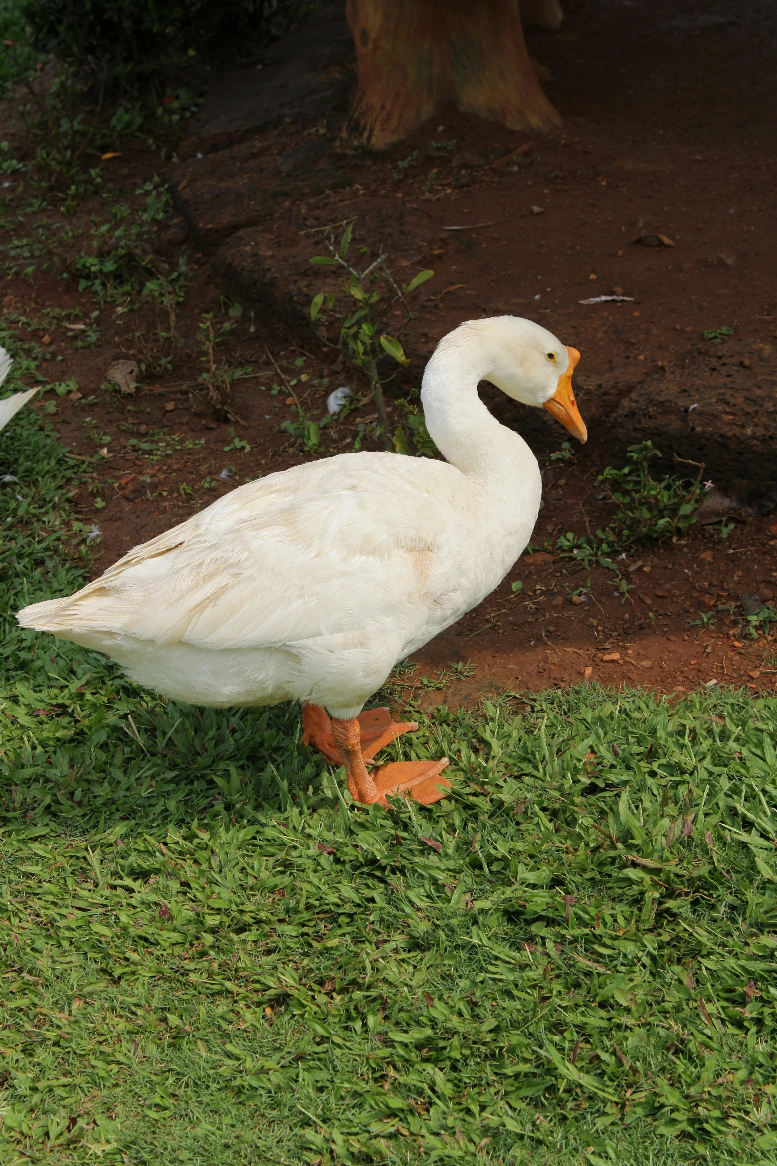 a goose stands on grass next to the dirt path