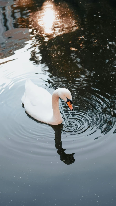 a white duck swimming through the water