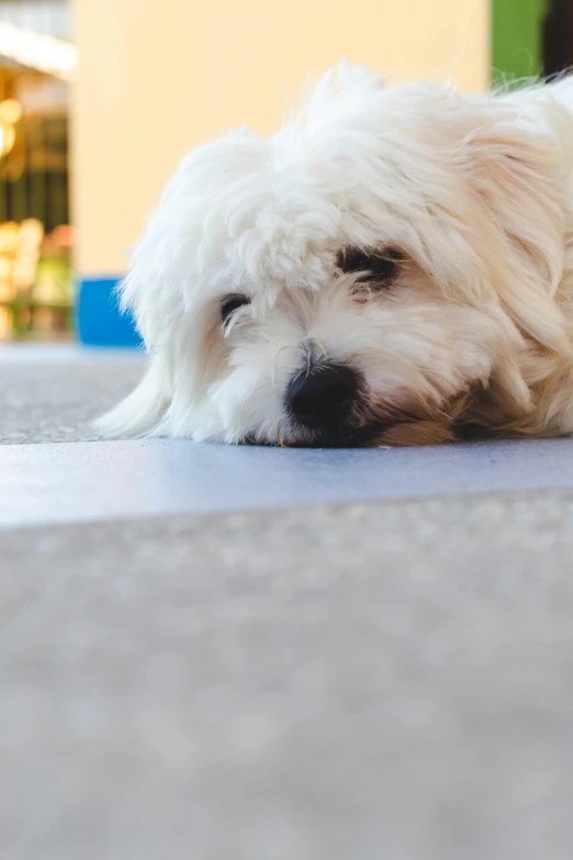 a white dog laying on a carpet in front of a building