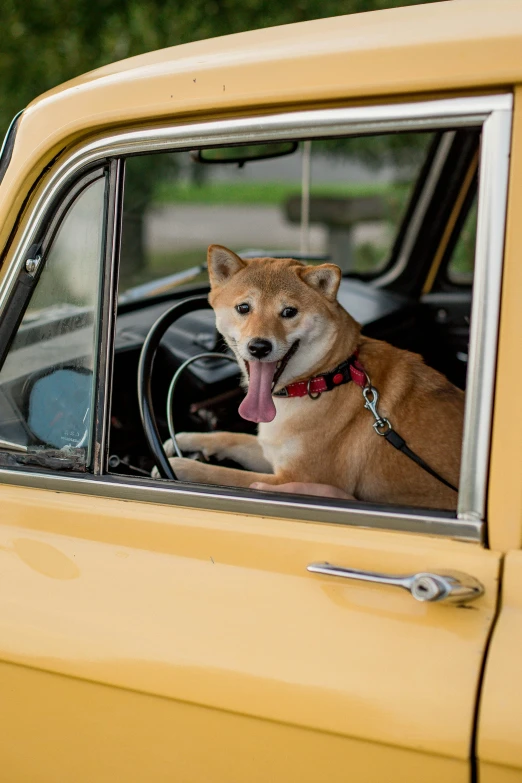 a dog that is sticking its tongue out of the window of a car