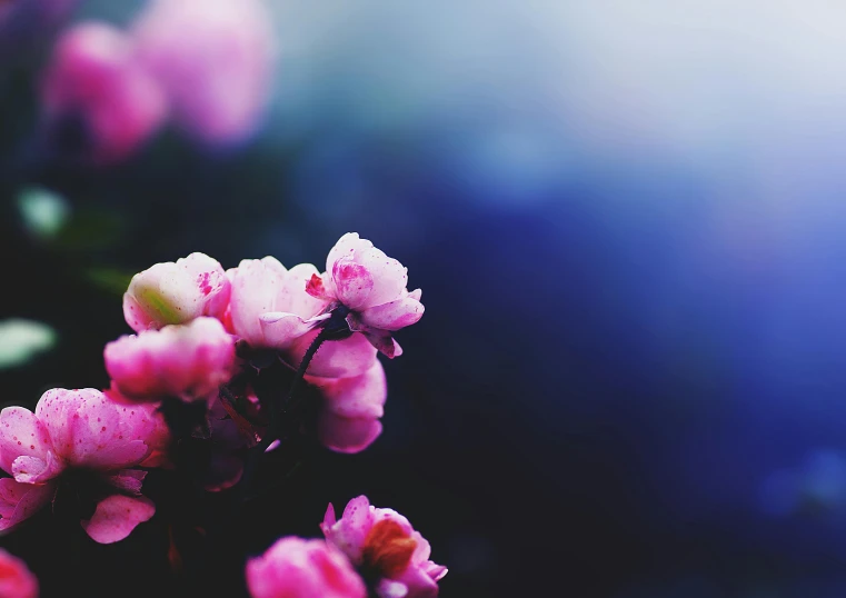 some pink flowers in front of a purple and blue background