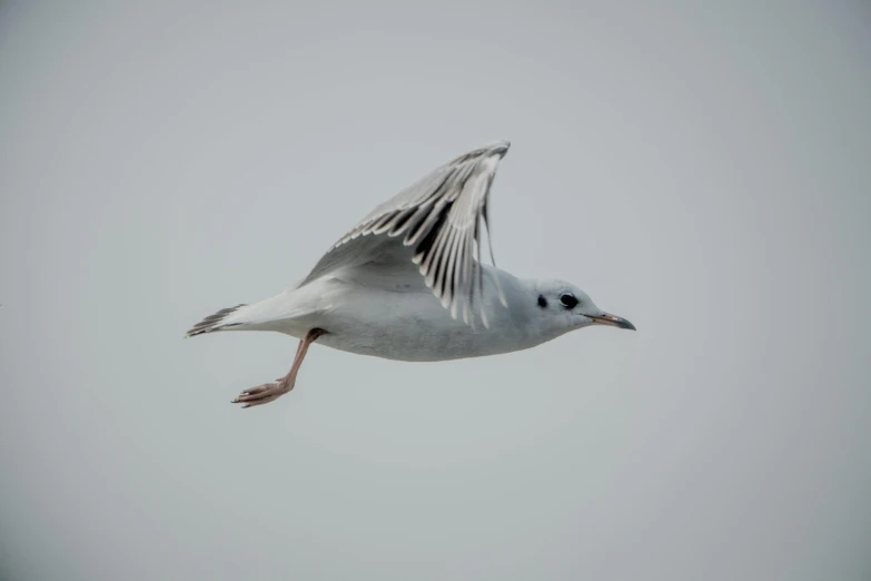 a white and black bird flying in the sky