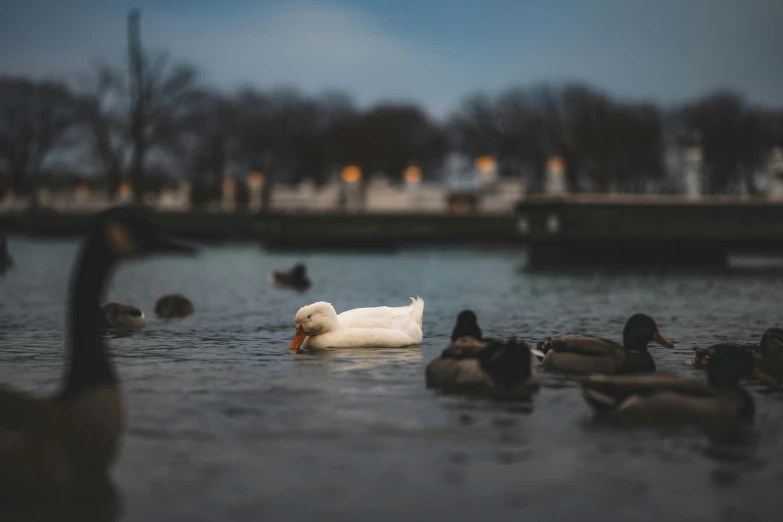 a group of ducks are swimming in a pond