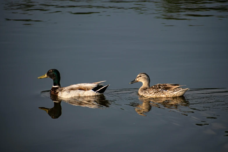 two ducks are swimming in a calm lake