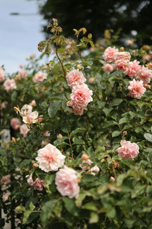 lots of pink flowers with leaves and green leaves