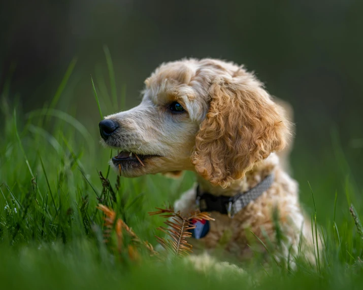 dog on a leash lays in the grass