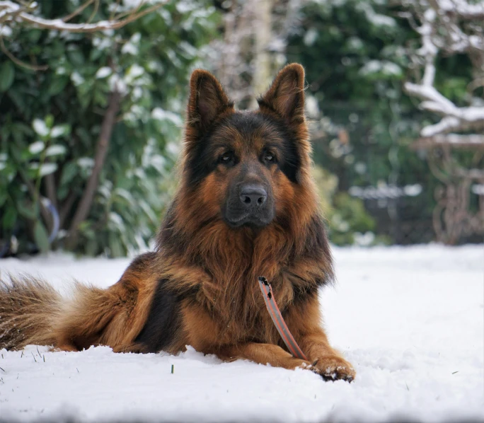 dog sitting in the snow looking at the camera